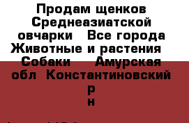 Продам щенков Среднеазиатской овчарки - Все города Животные и растения » Собаки   . Амурская обл.,Константиновский р-н